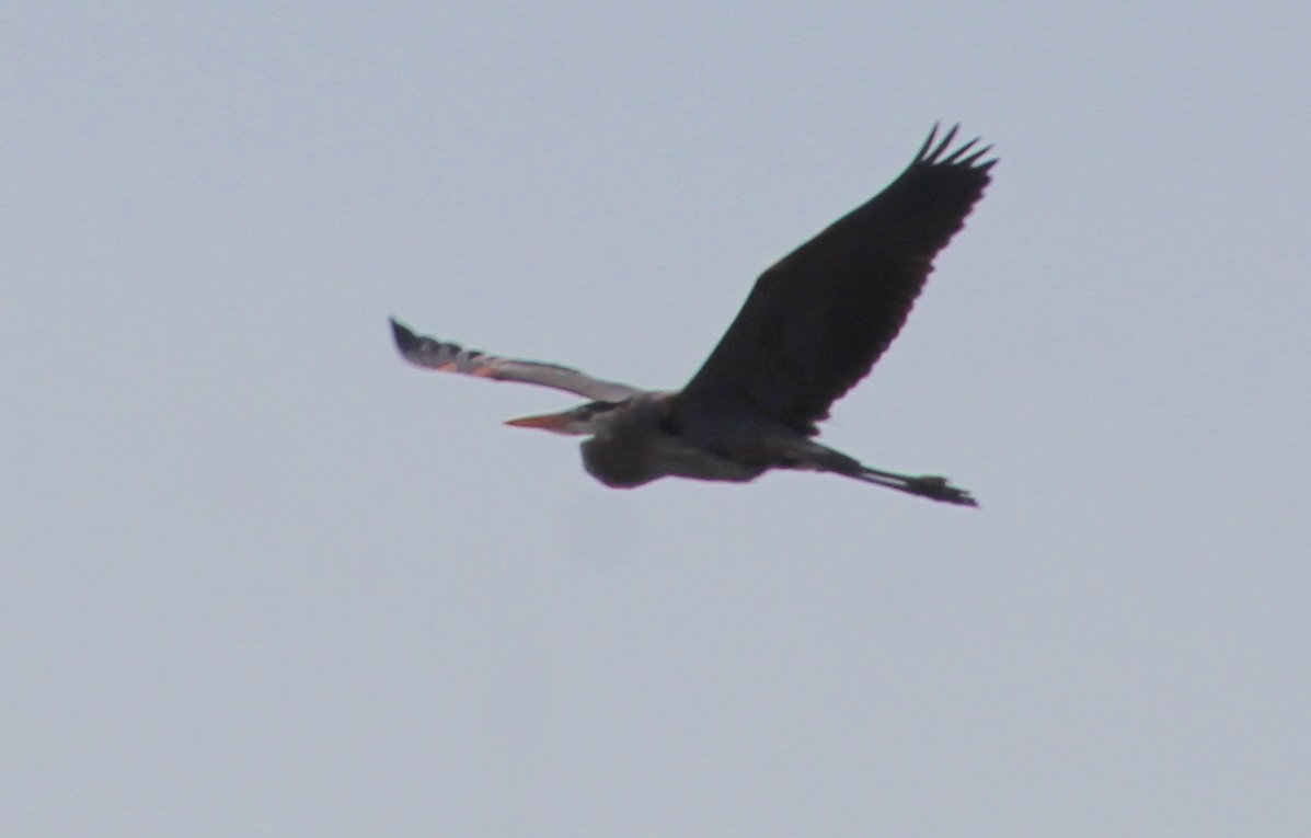 Great Blue Heron - ML616566627