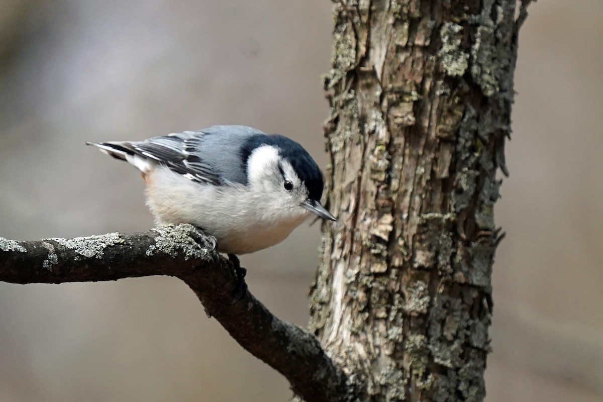 White-breasted Nuthatch - Walter Verhoef