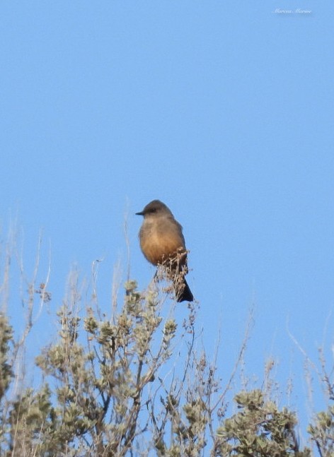 Say's Phoebe - Marcea Marine