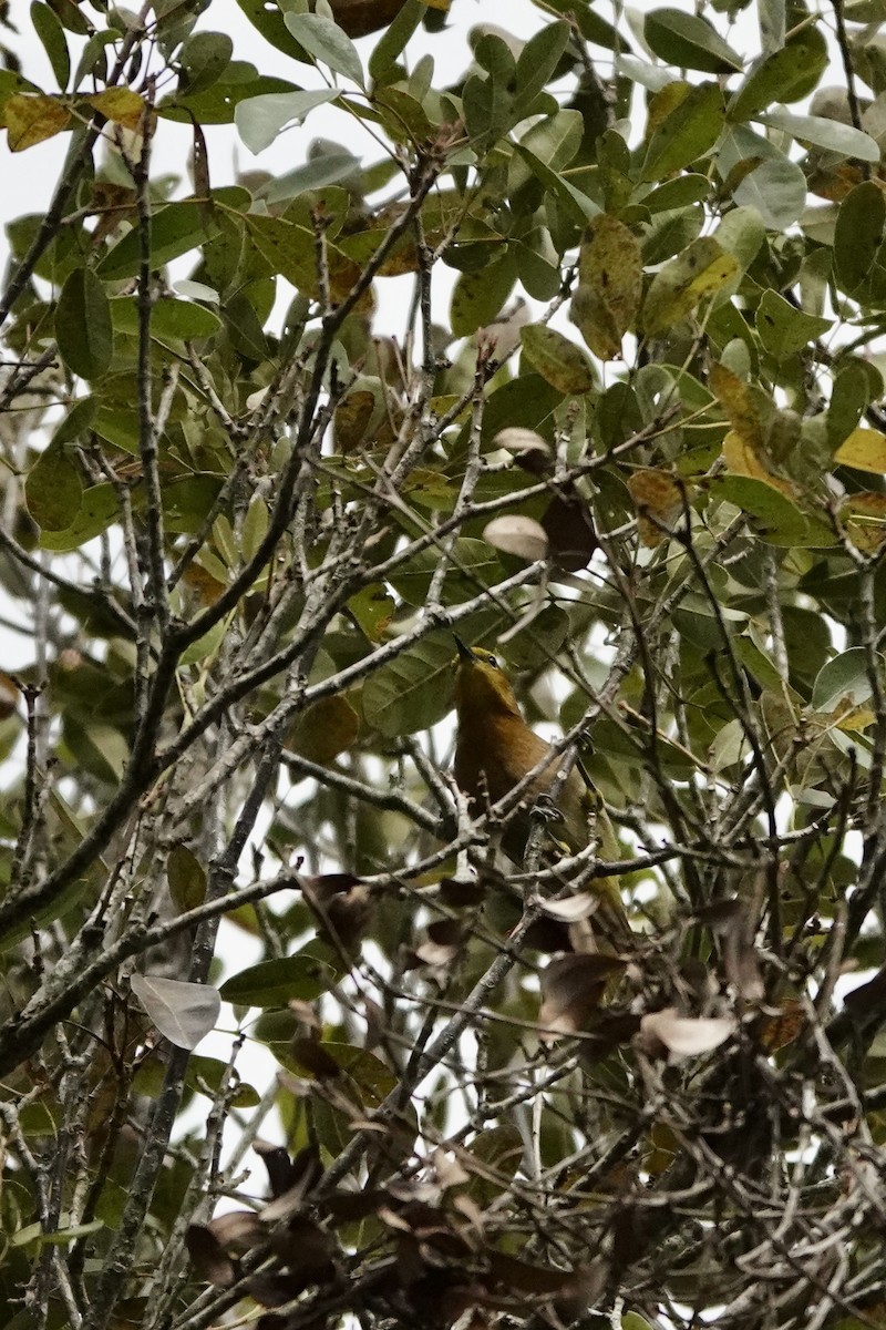 Puerto Rican Oriole - ML616566660