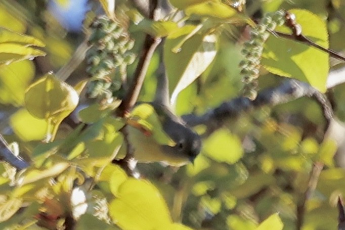 Nashville Warbler - ML616566668