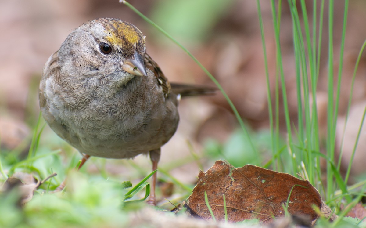 Golden-crowned Sparrow - ML616566671
