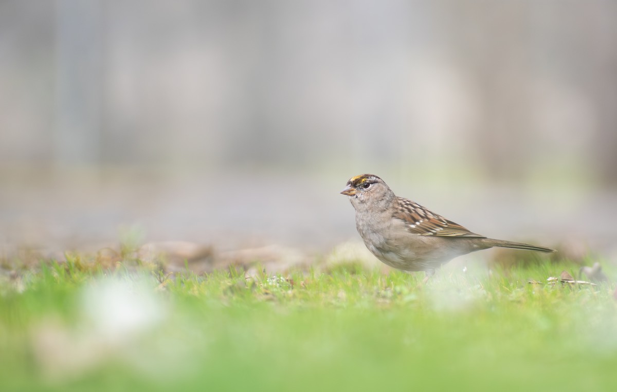 Golden-crowned Sparrow - ML616566672
