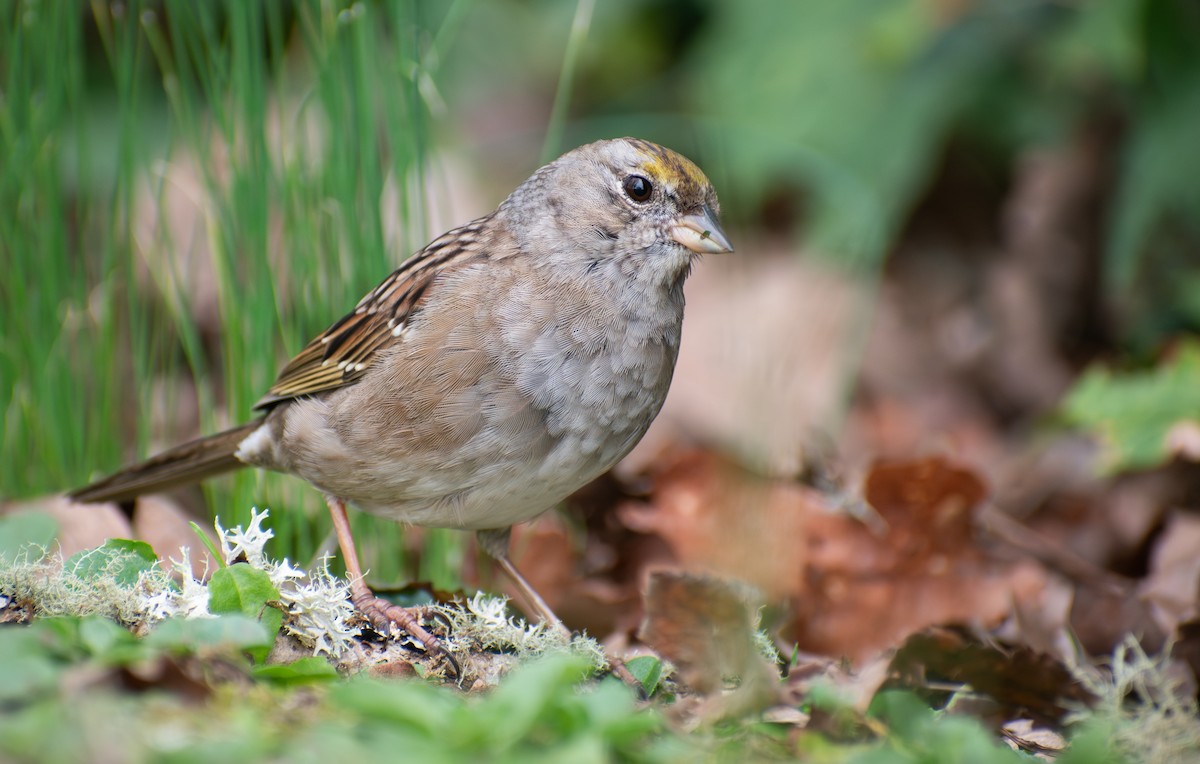 Golden-crowned Sparrow - ML616566673
