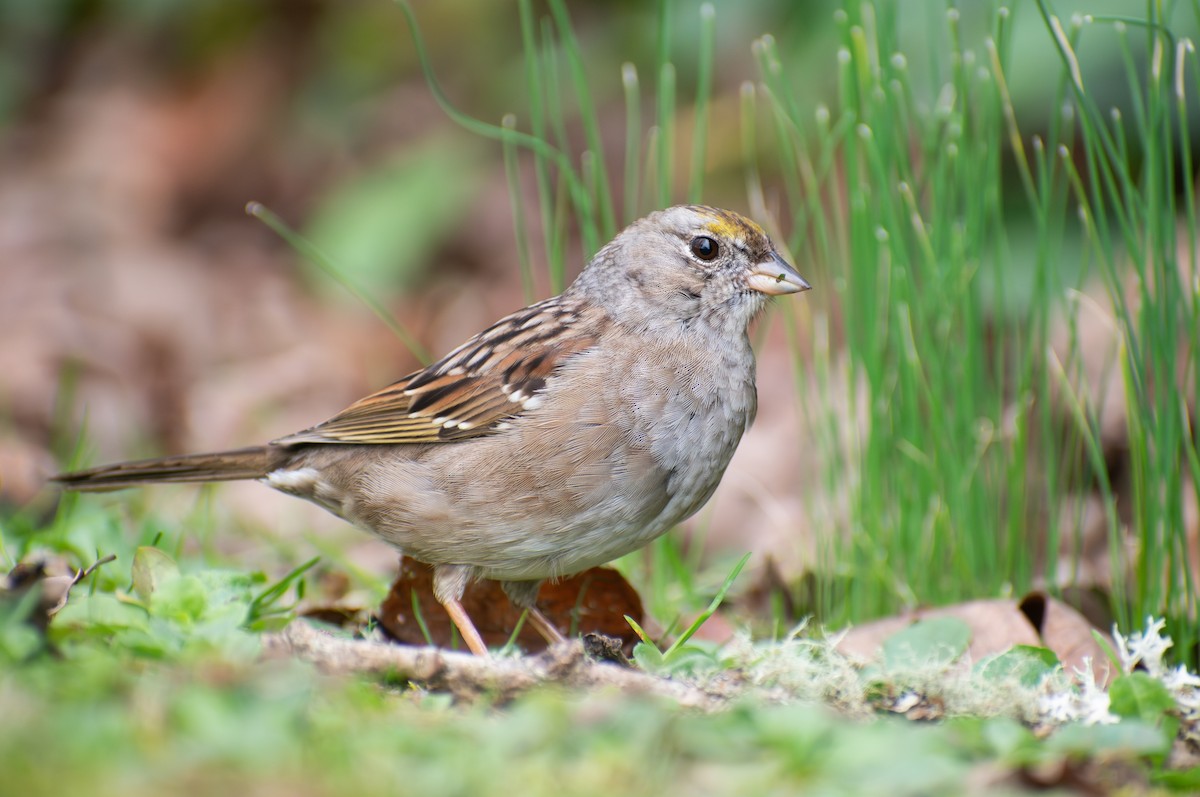 Golden-crowned Sparrow - ML616566674