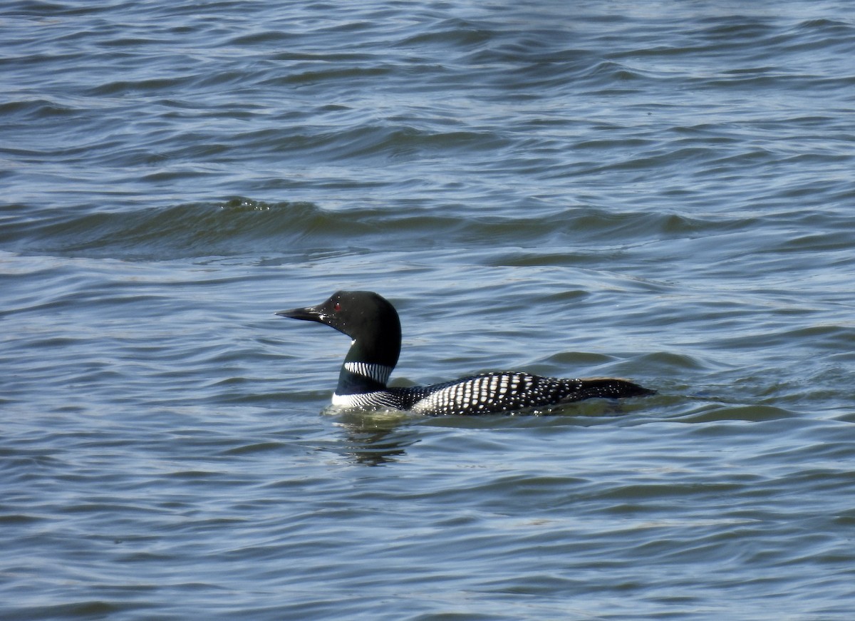 Common Loon - Joey Magerl