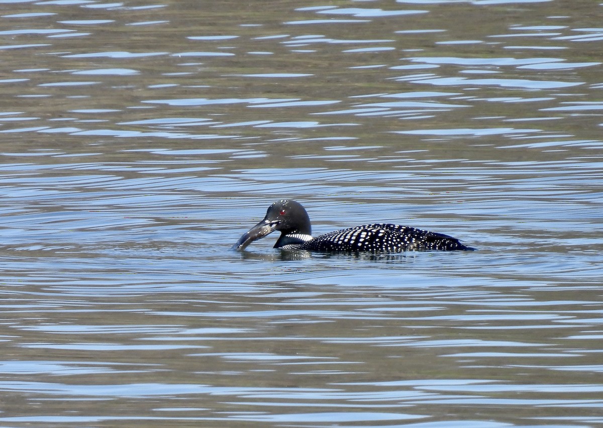 Plongeon huard - ML616566718