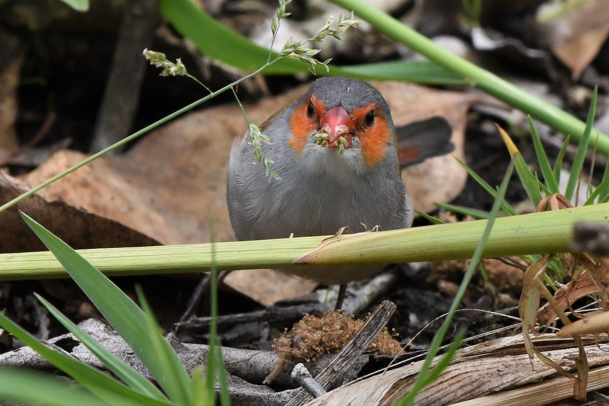 Orange-cheeked Waxbill - ML616566745