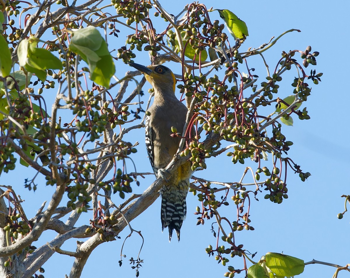 Golden-cheeked Woodpecker - ML616566758