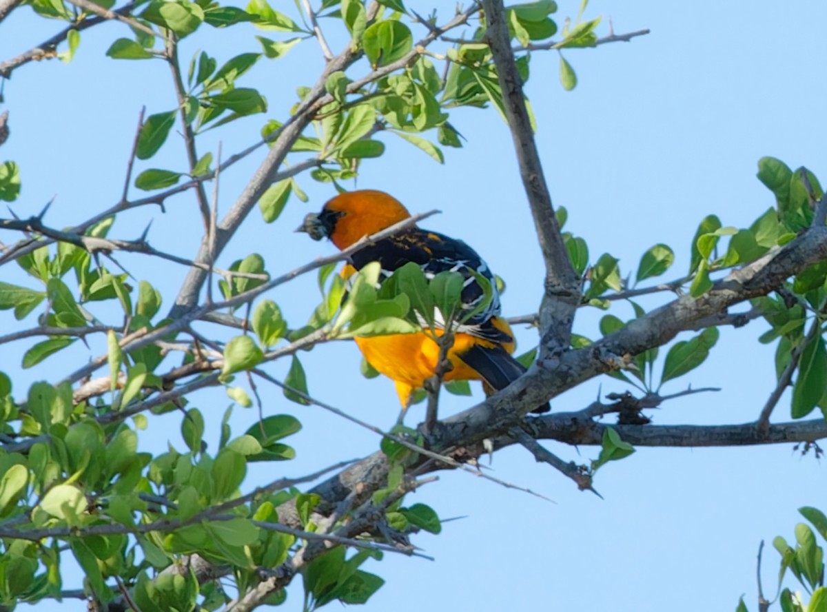Streak-backed Oriole - ML616566777