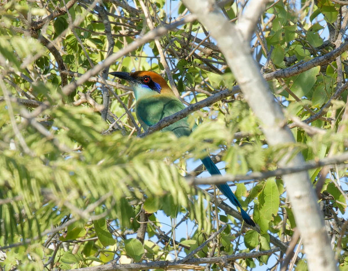 Russet-crowned Motmot - ML616566808