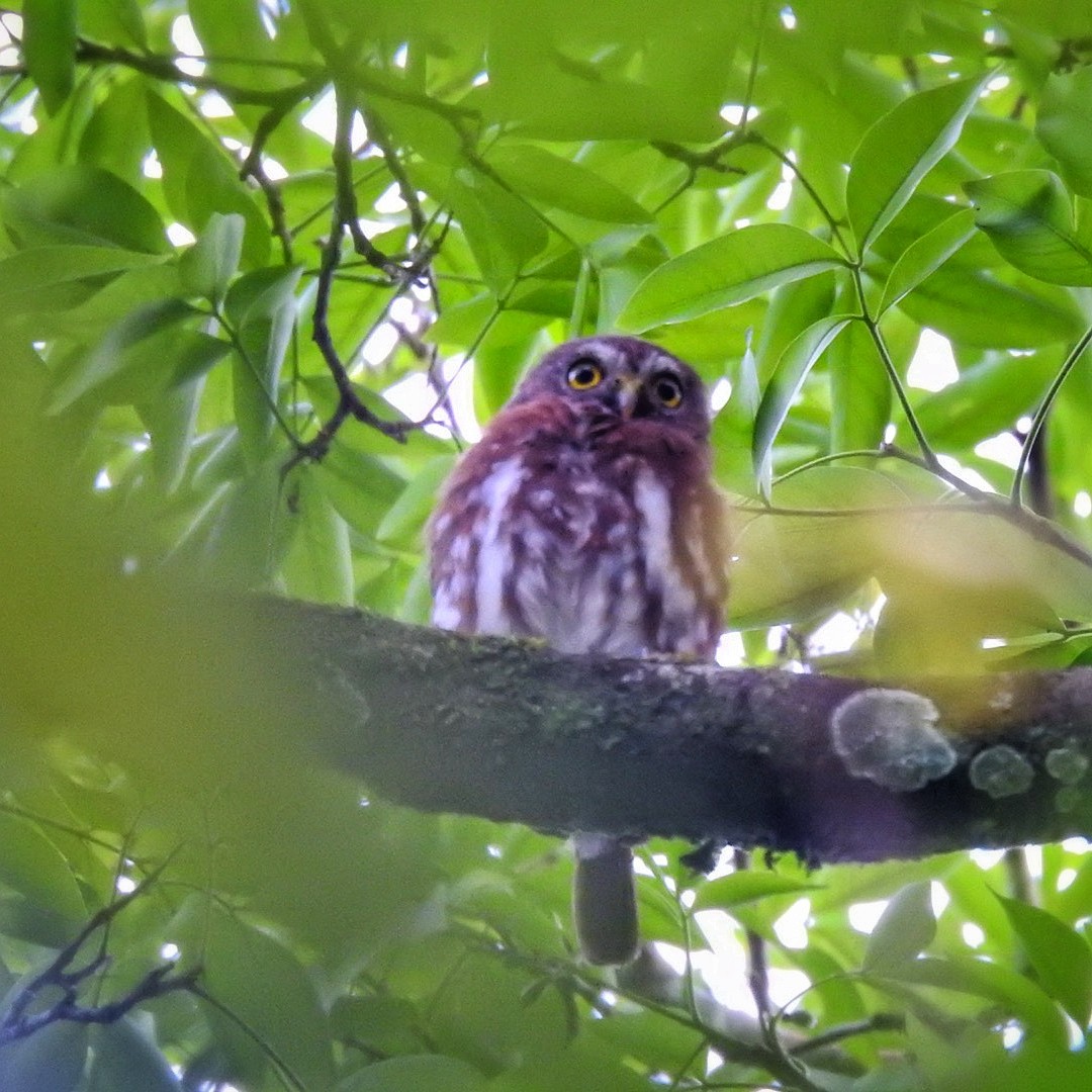 Ferruginous Pygmy-Owl - Andrea  Hinek