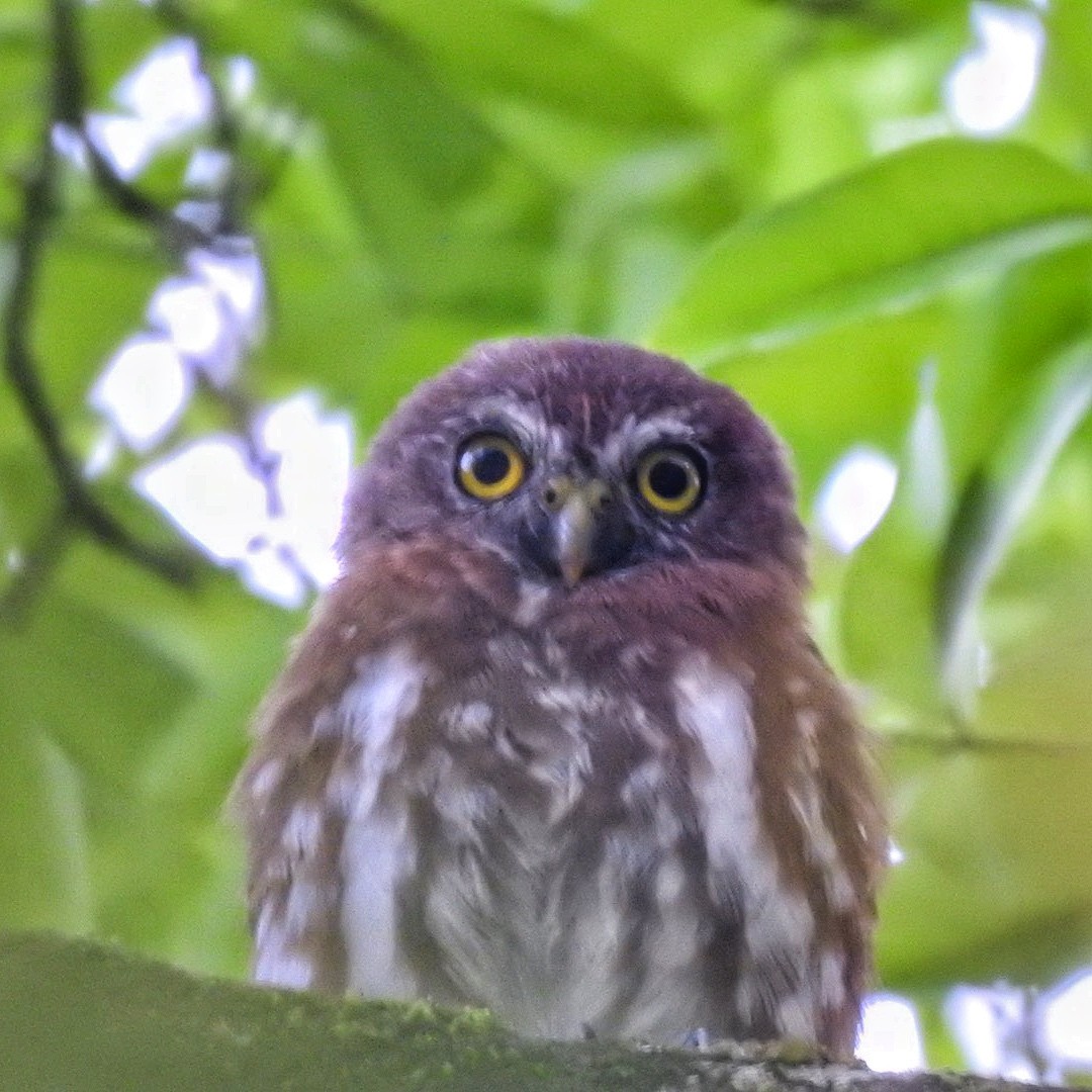 Ferruginous Pygmy-Owl - Andrea  Hinek