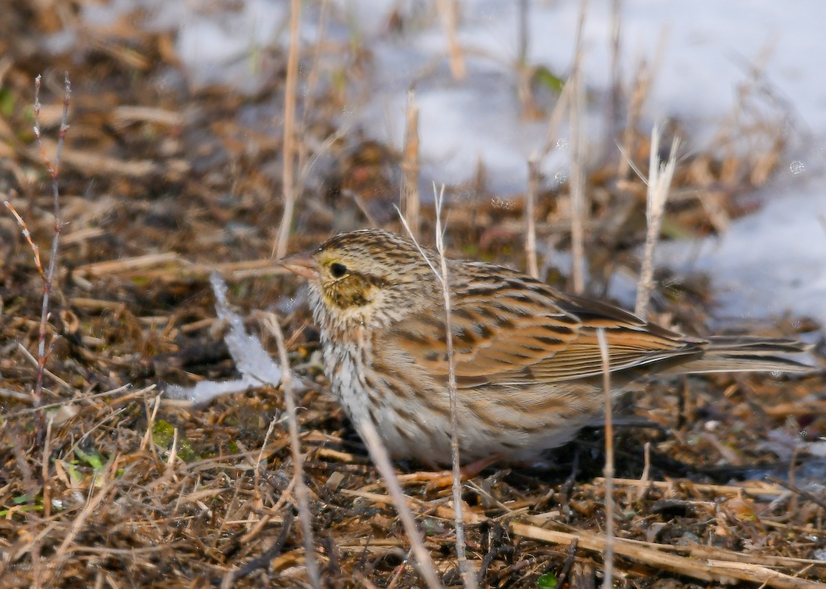 Savannah Sparrow - ML616566843