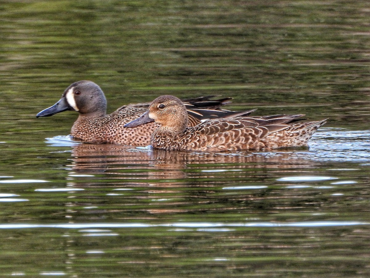 Blue-winged Teal - ML616566860