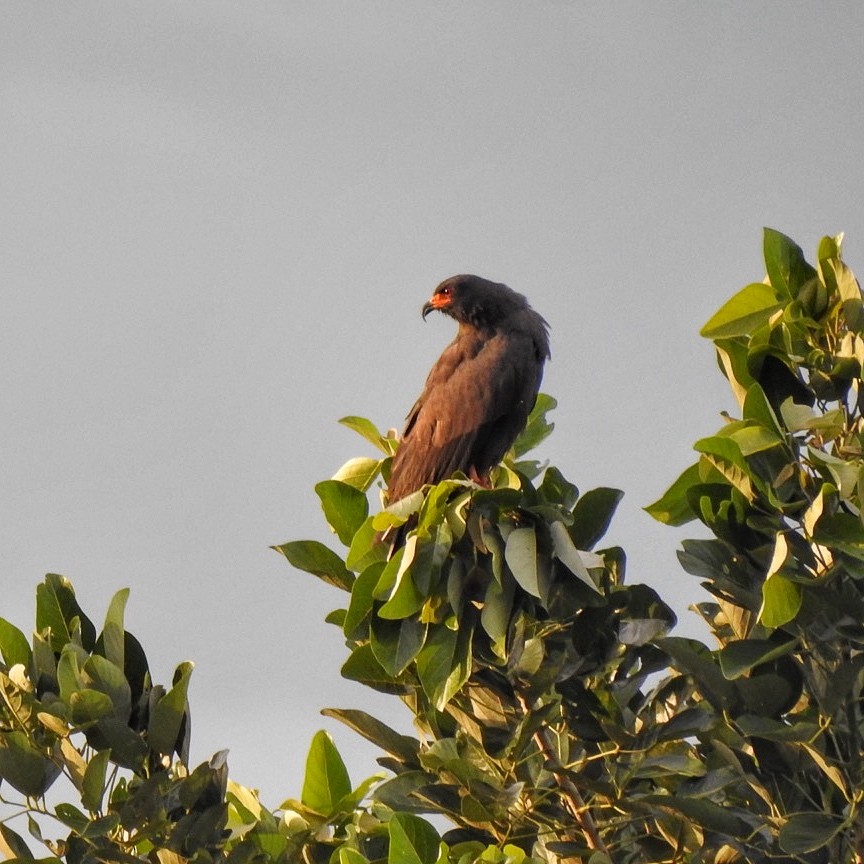 Snail Kite - Andrea  Hinek