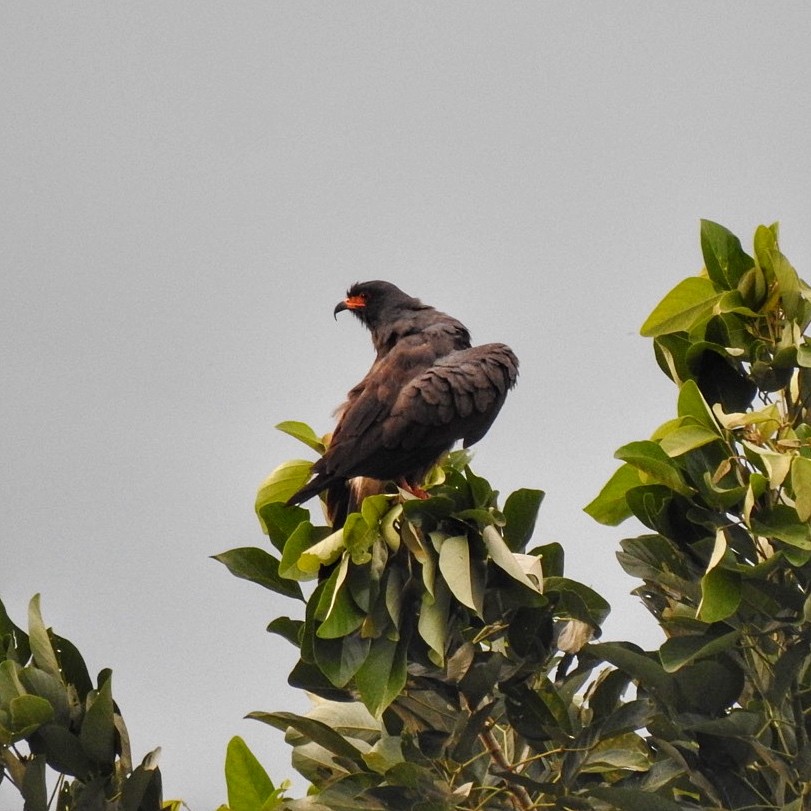 Snail Kite - Andrea  Hinek