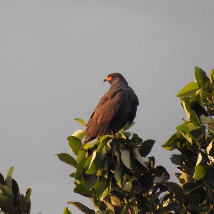 Snail Kite - Andrea  Hinek