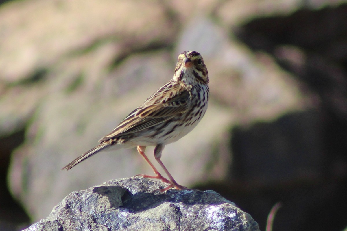 Savannah Sparrow - ML616566887