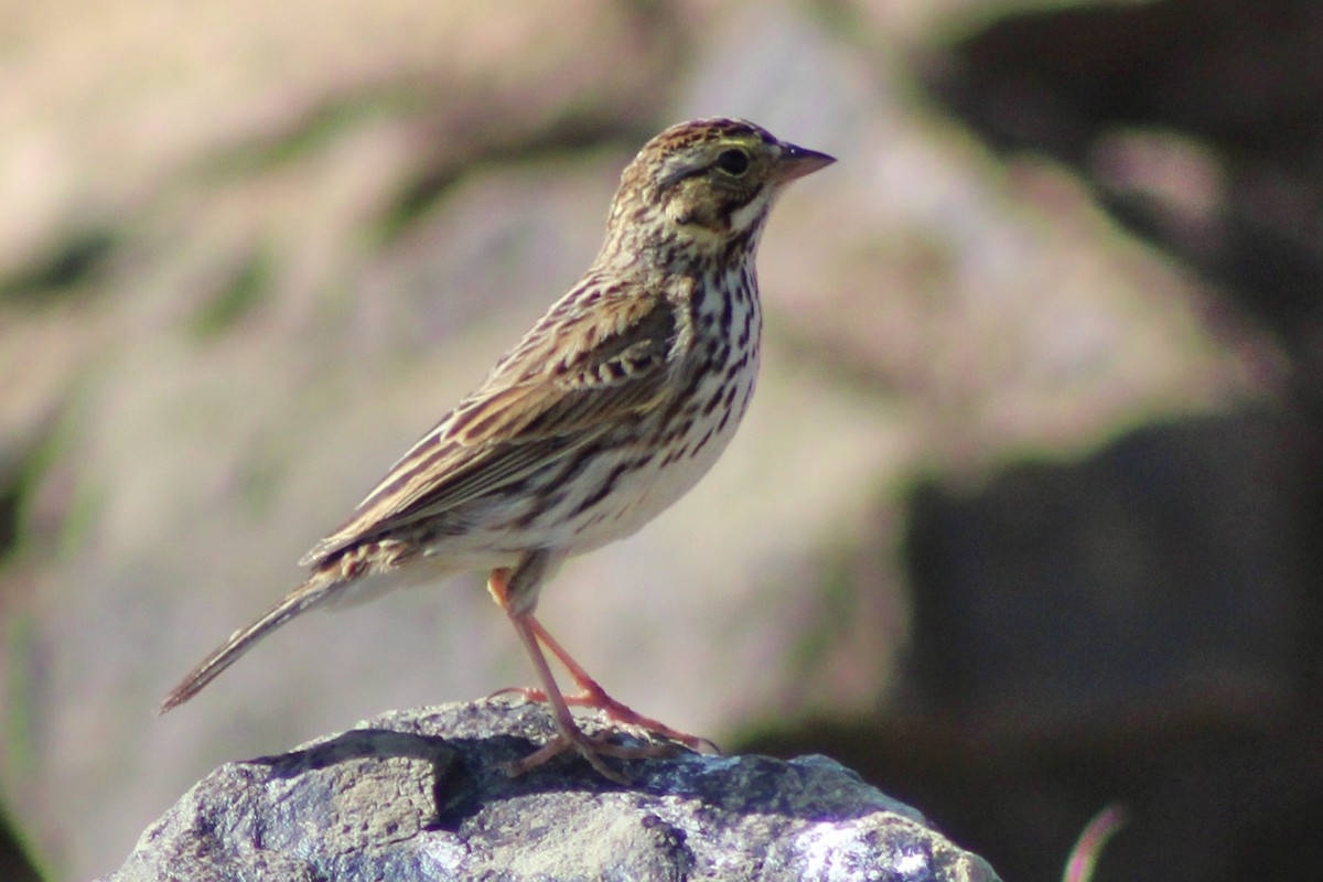 Savannah Sparrow - ML616566888