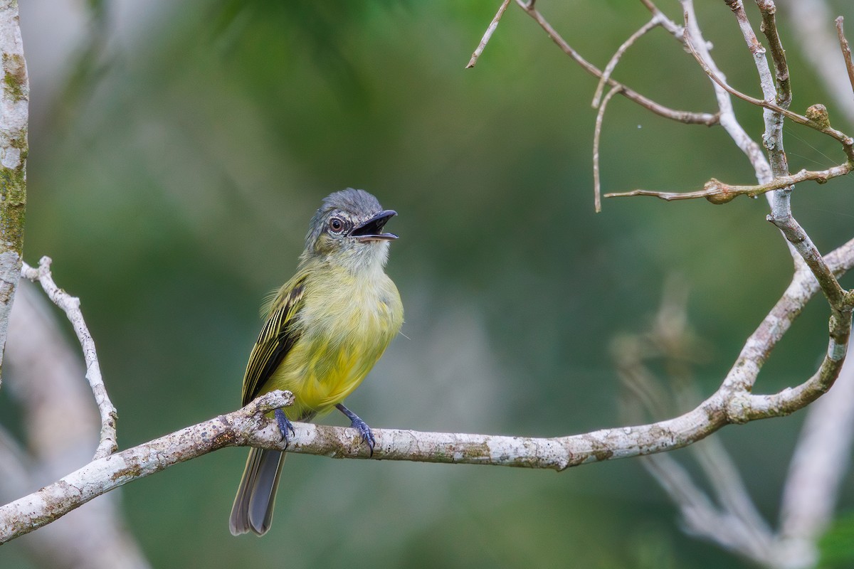 Gray-crowned Flatbill - ML616566907