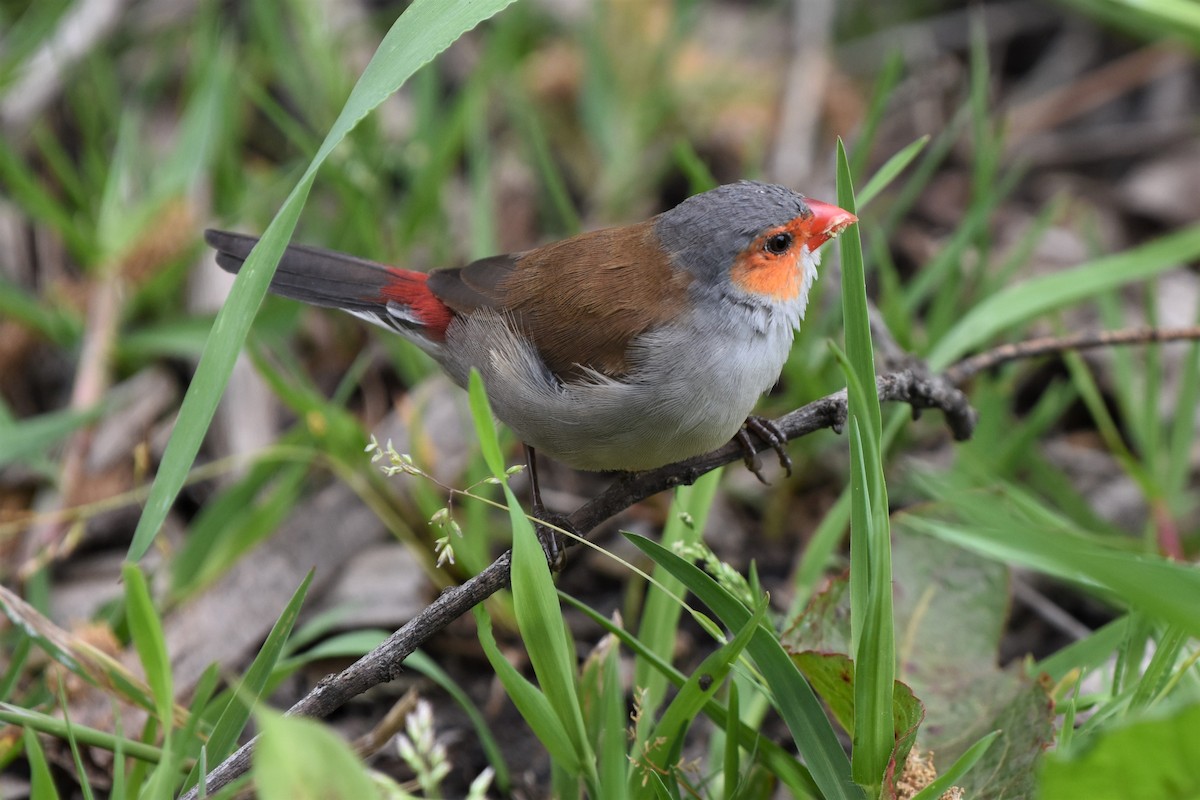 Orange-cheeked Waxbill - ML616566921