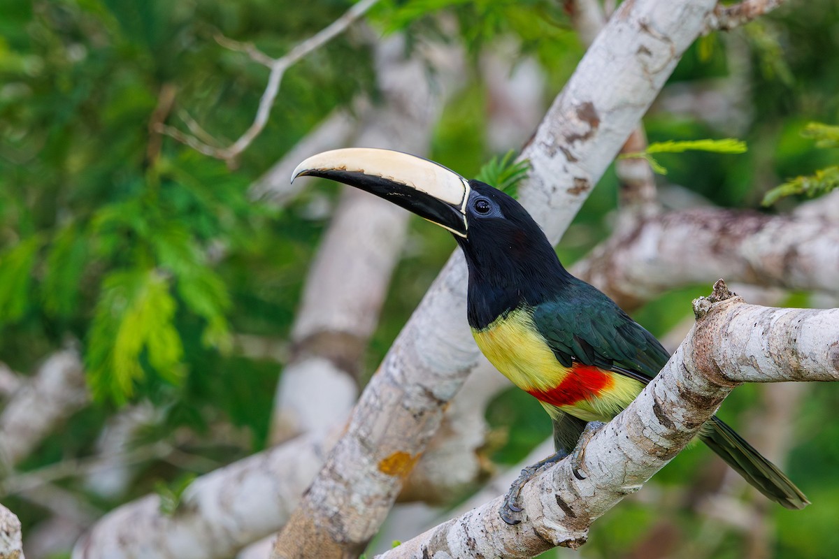 Black-necked Aracari - ML616566924