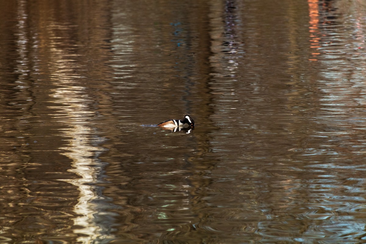 Hooded Merganser - ML616566943