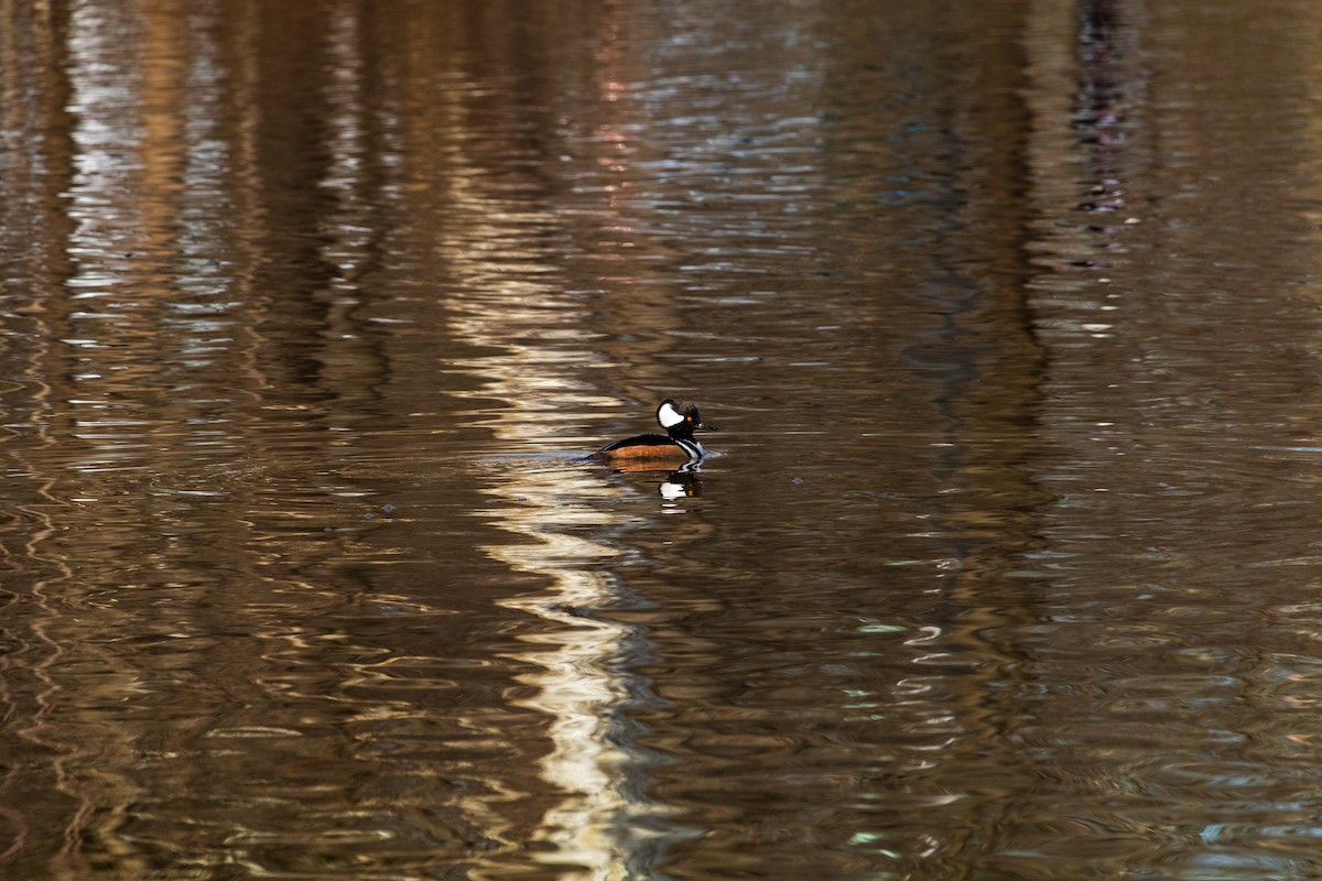 Hooded Merganser - ML616566944