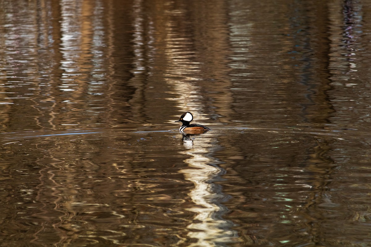 Hooded Merganser - ML616566947