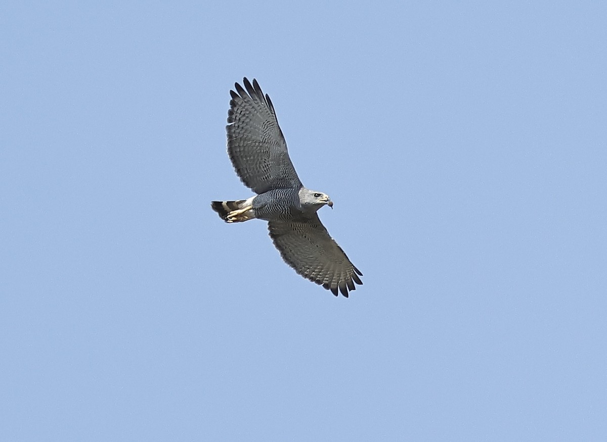 Gray Hawk - Albert Linkowski