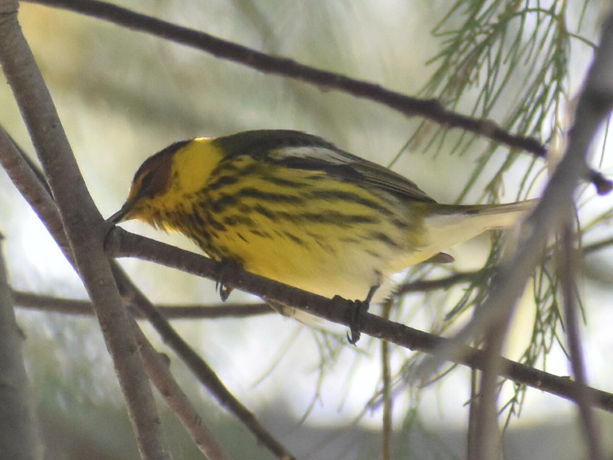 Cape May Warbler - ML616566972
