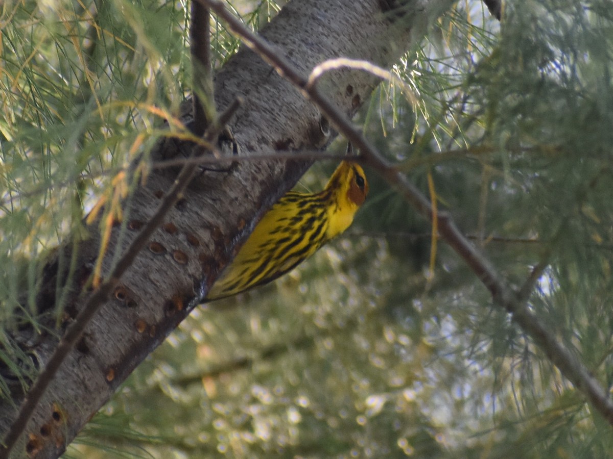 Cape May Warbler - ML616566973