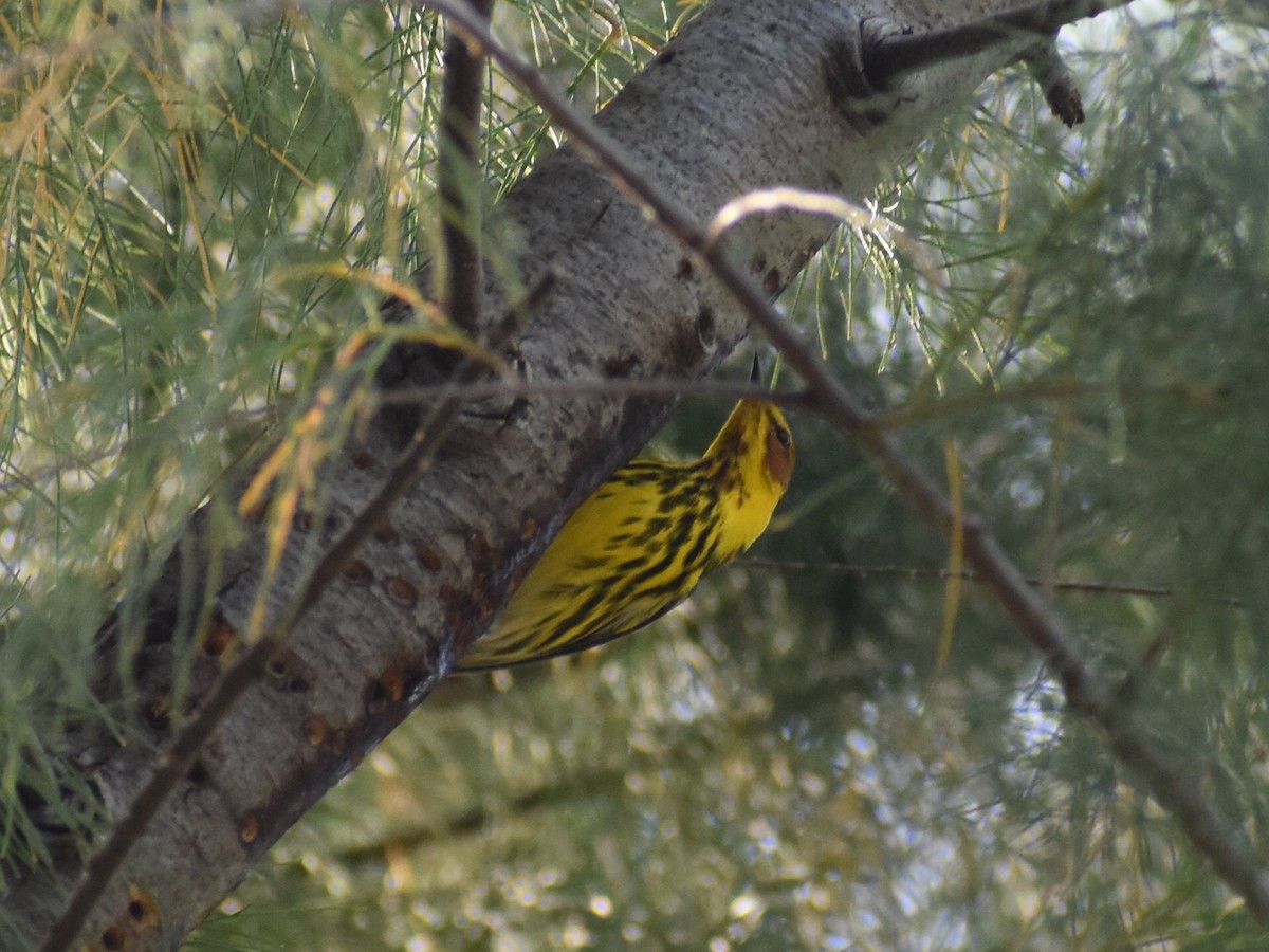 Cape May Warbler - ML616566974