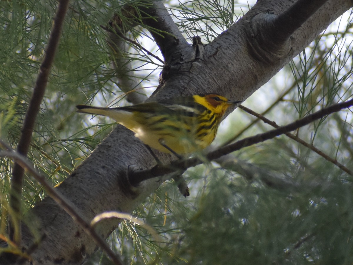 Cape May Warbler - ML616566975