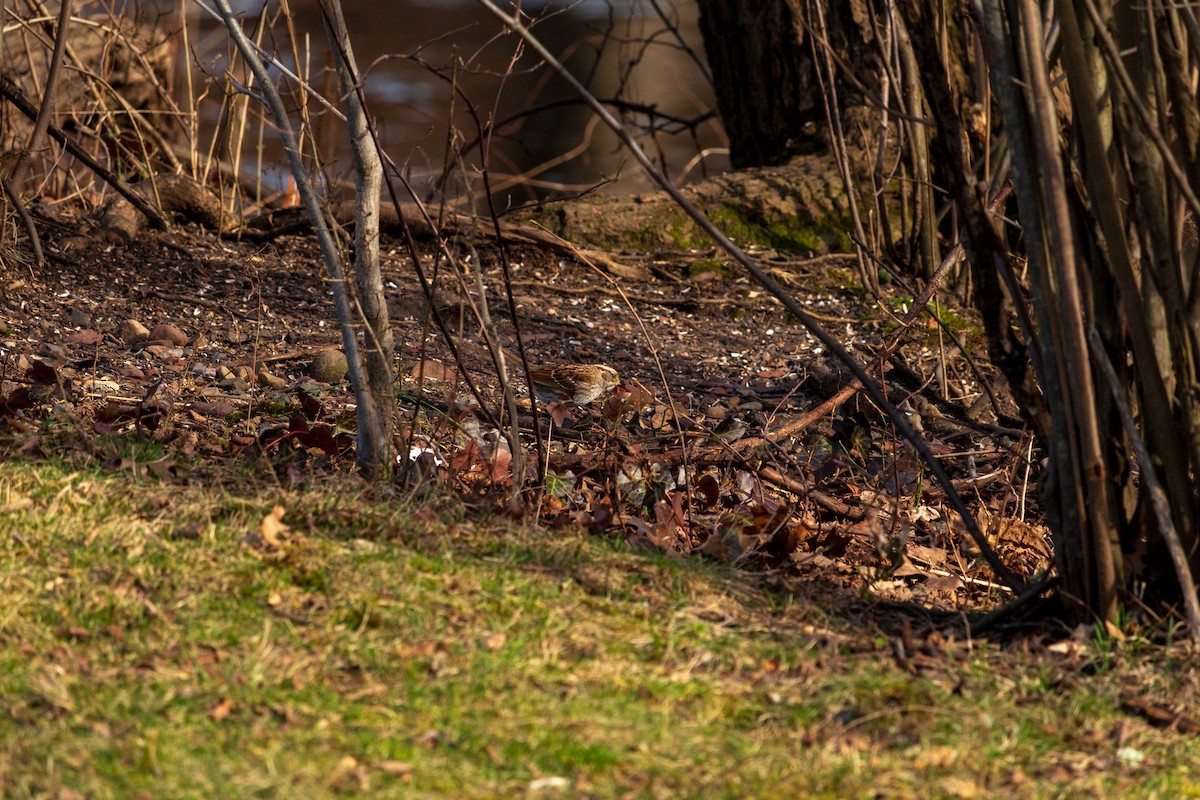 White-throated Sparrow - ML616566982