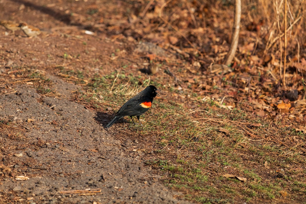 Red-winged Blackbird - Shiloh S