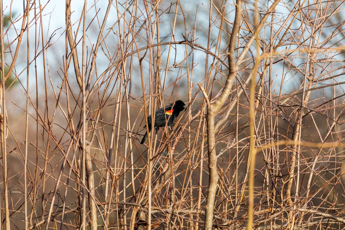 Red-winged Blackbird - ML616566996