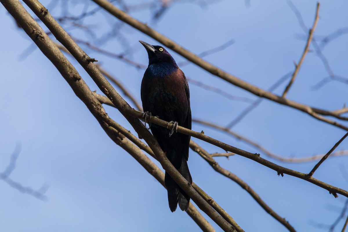 Common Grackle - ML616567000