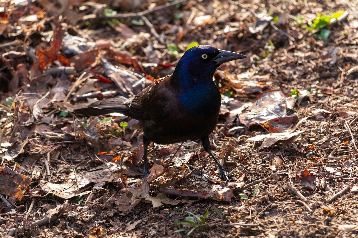 Common Grackle - ML616567003