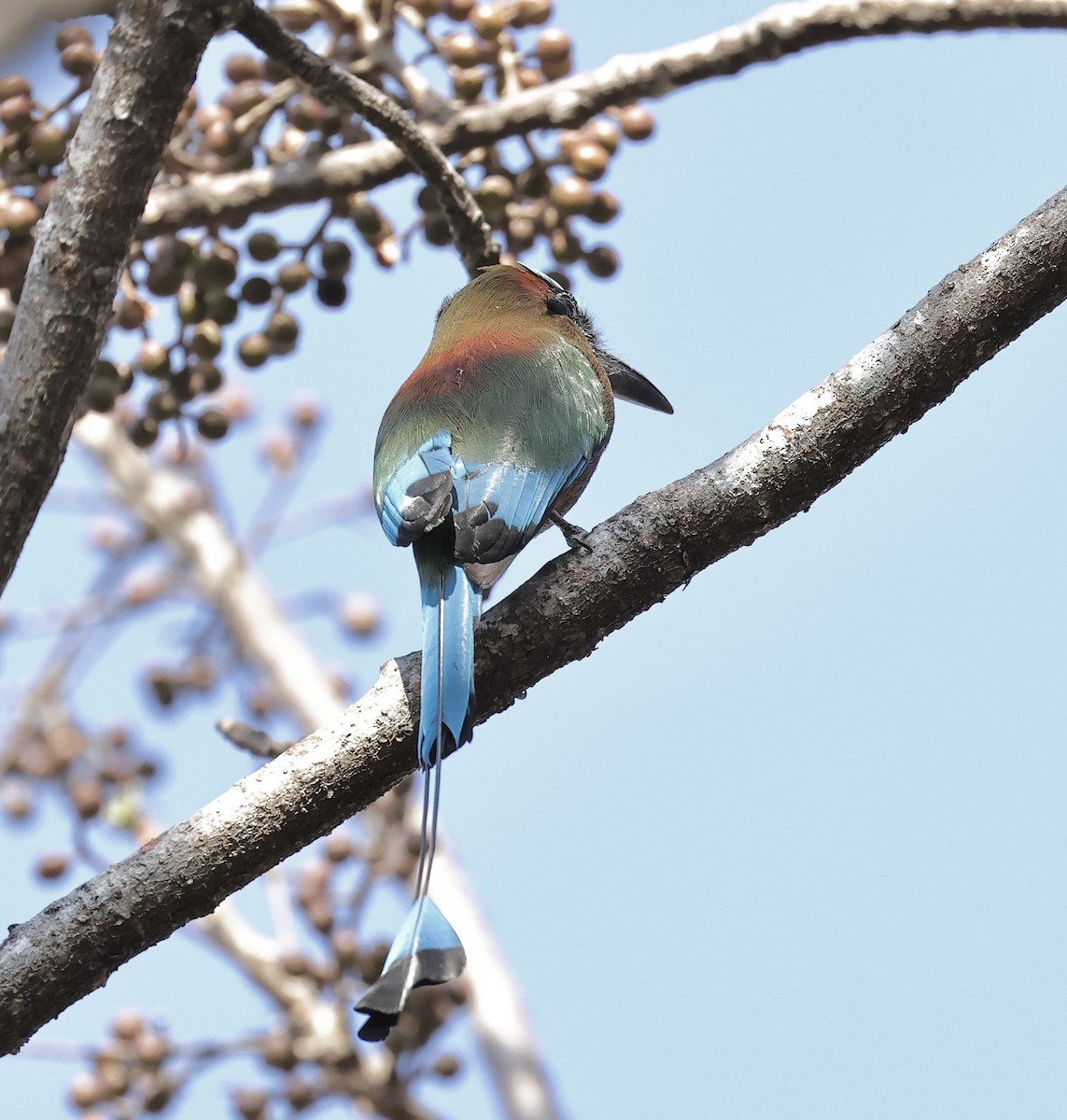 Motmot à sourcils bleus - ML616567006