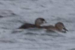 Pied-billed Grebe - ML616567050