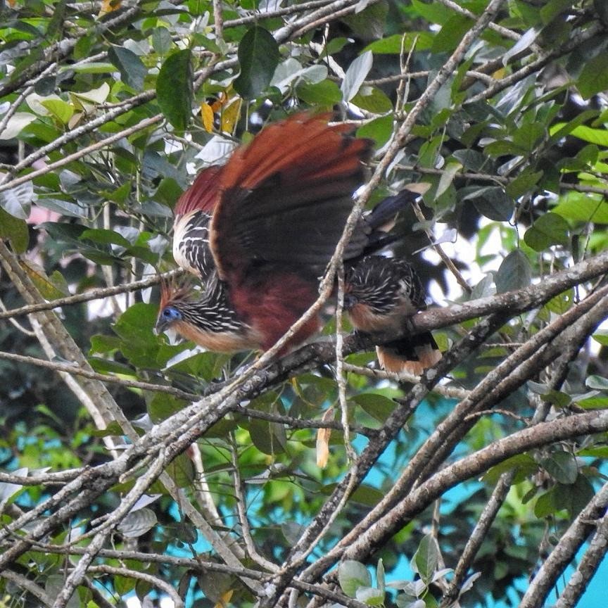 Hoatzin - Andrea  Hinek