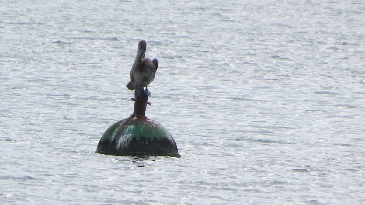 Brown Pelican - ML616567076