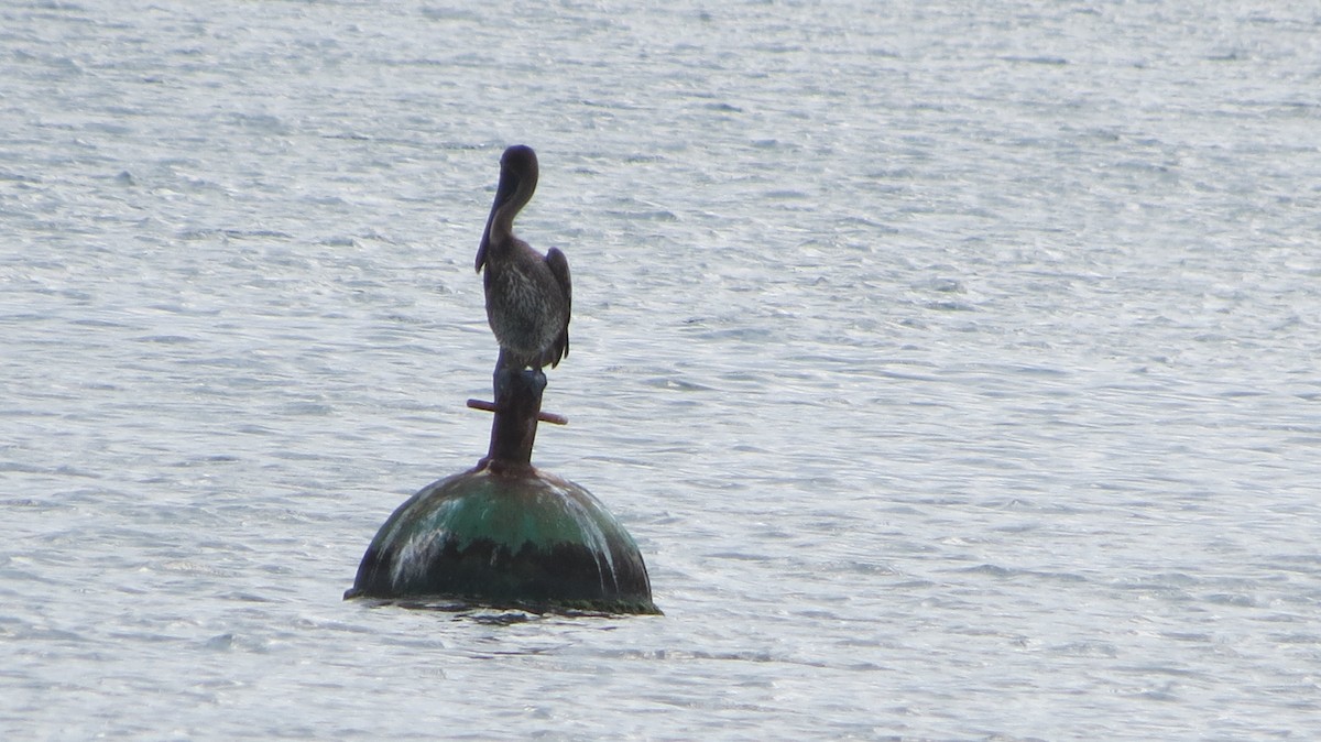 Brown Pelican - Delvis Toledo