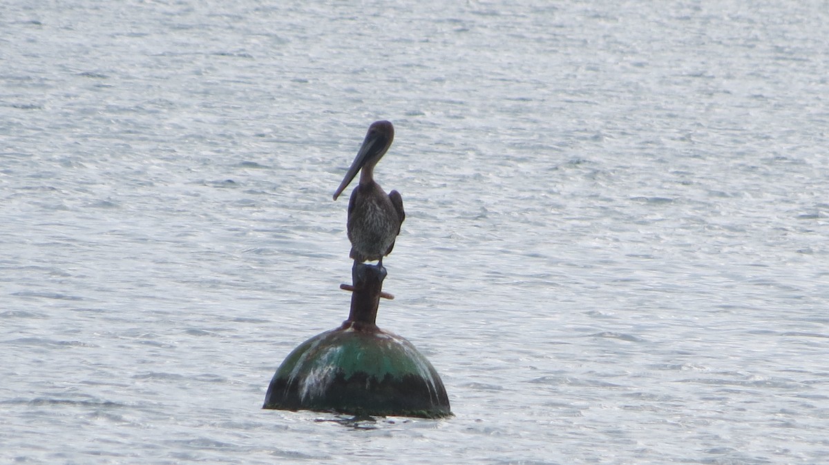 Brown Pelican - Delvis Toledo