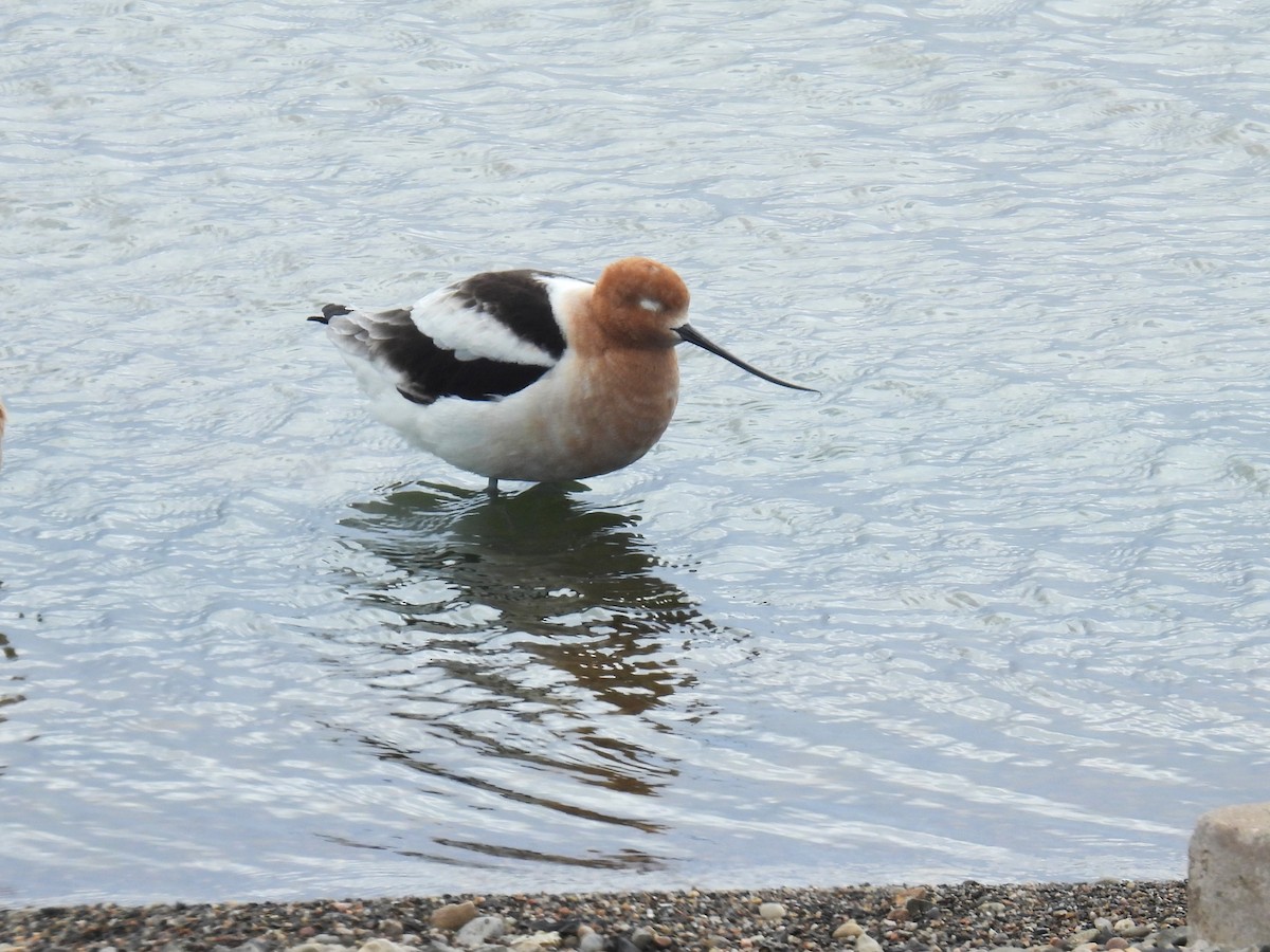 Avocette d'Amérique - ML616567110