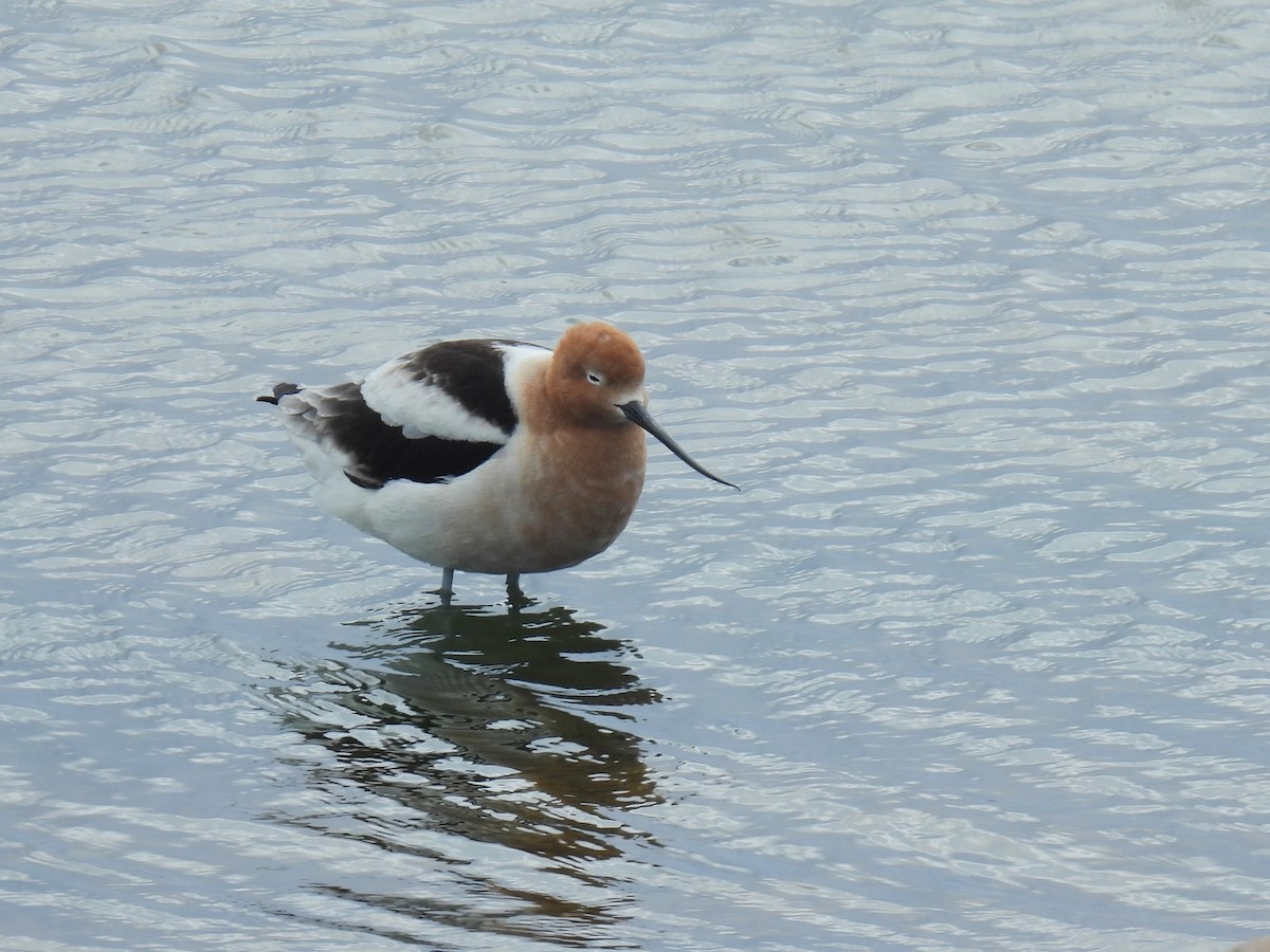 Avocette d'Amérique - ML616567111