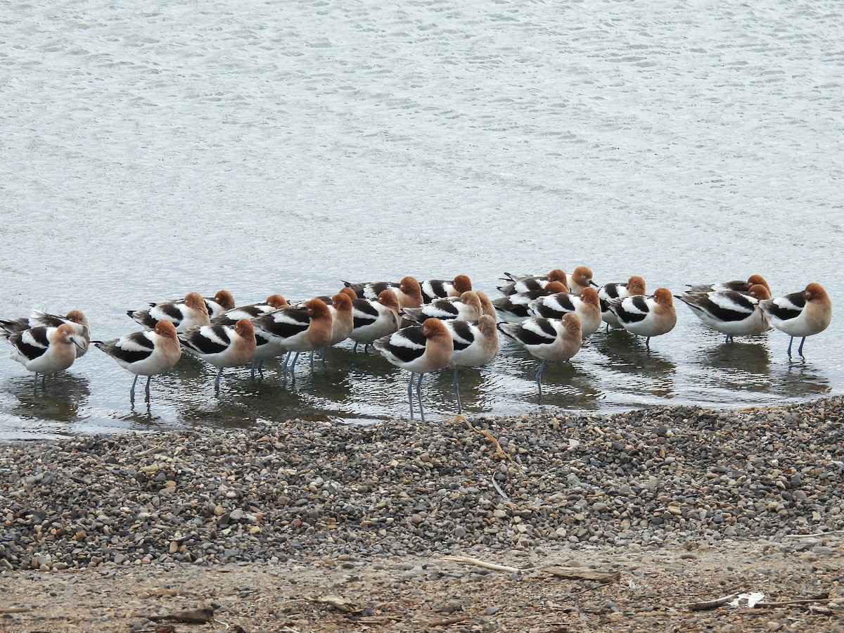 Avocette d'Amérique - ML616567113