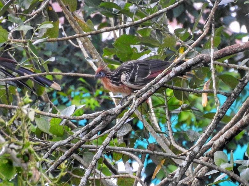 Hoatzin - Andrea  Hinek